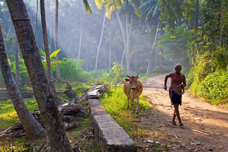 индия, керала на пастбище!photo preview