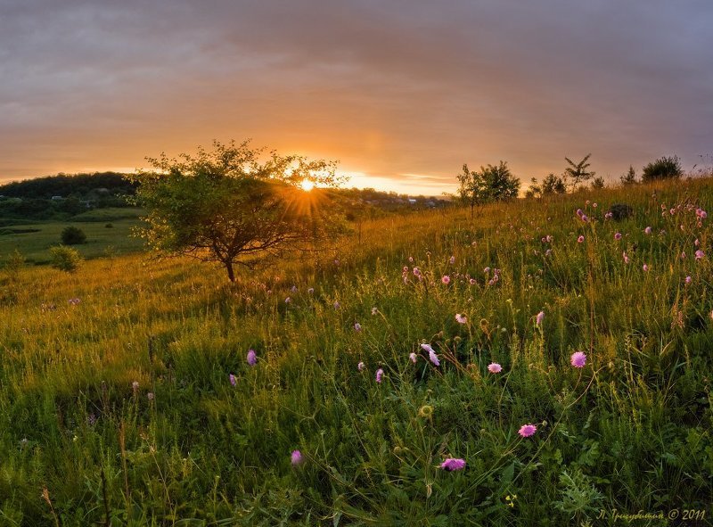 лето, закат, солнце, цветы Вот и лето прошло!photo preview