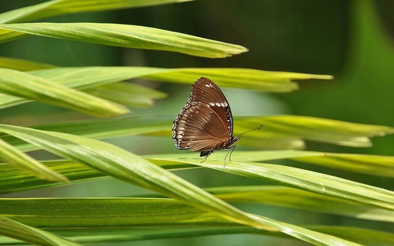 лунная бабочка,вьетнам, Сон - траваphoto preview