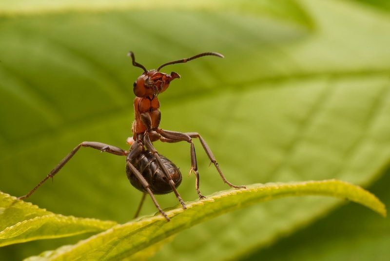 niezbyt pokojowo nastawiona...photo preview