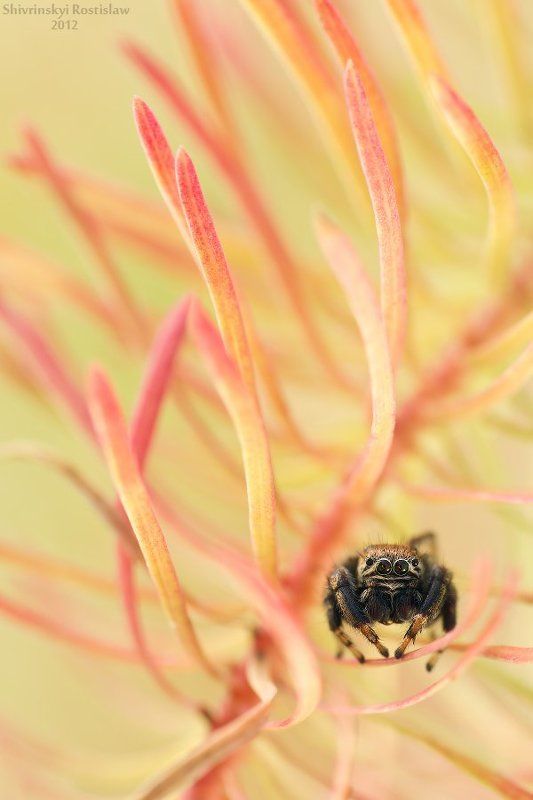 ростислав, макро, 100мм Пламя осени или осенний скакунчикphoto preview