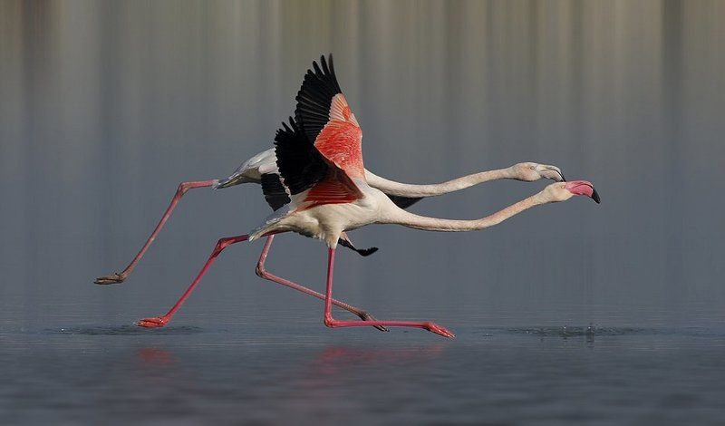 Фотофиниш...photo preview