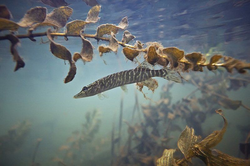 Засадаphoto preview