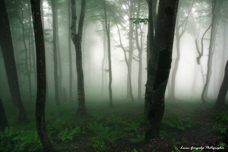 Nerves of Forestphoto preview