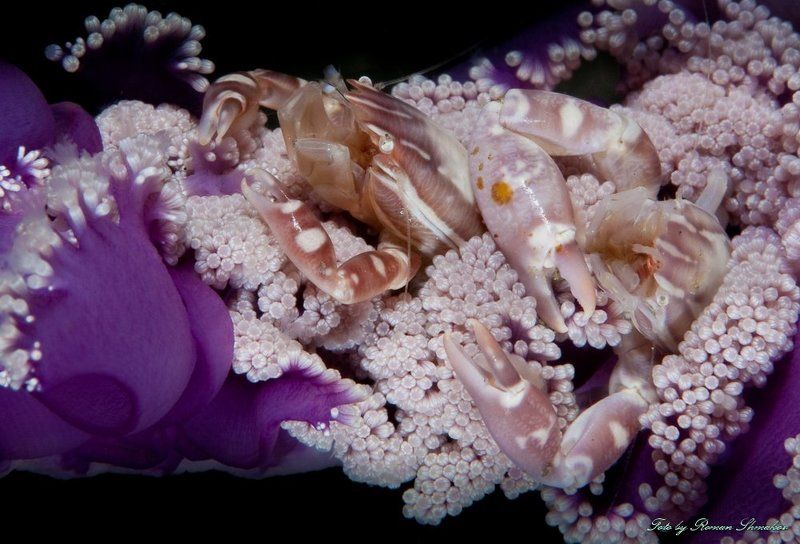 Канапеphoto preview