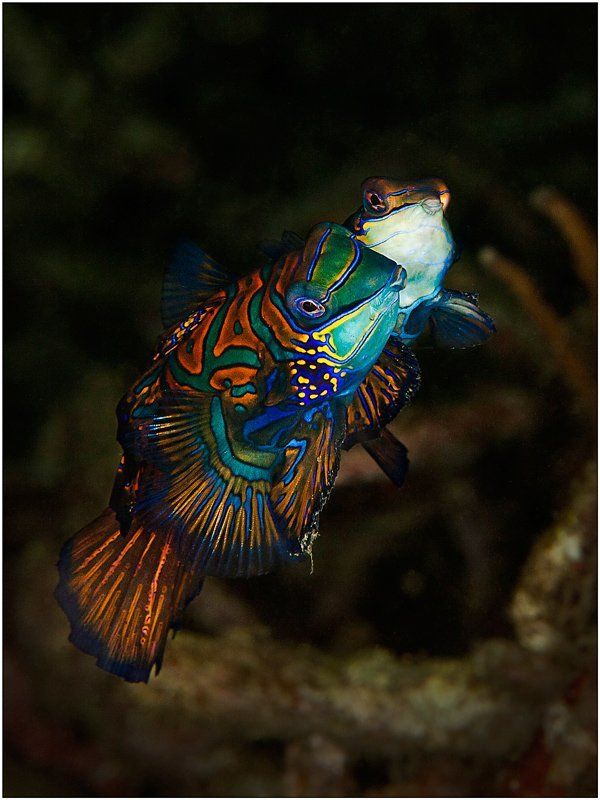 mandarinfish, indonesia, lembeh strait, diving Мандаринкиphoto preview