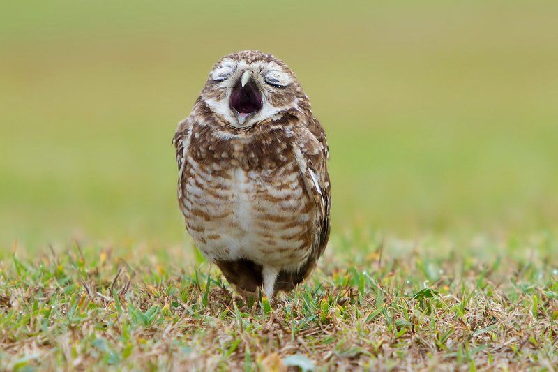 птицы, кроличий сыч, бразилия Доброе утро!photo preview