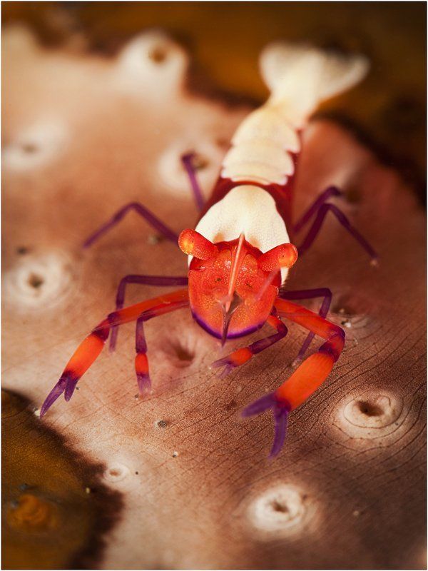 северный сулавеси, пролив лембе, дайвинг, макро, подводная фотография Креветки пролива Лембеphoto preview