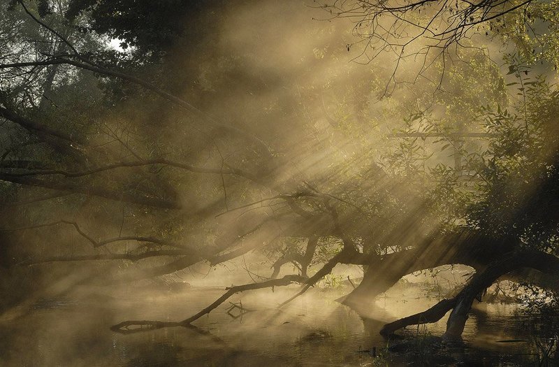 Утро с косякамиphoto preview