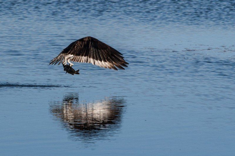 Пернатый рыбакphoto preview