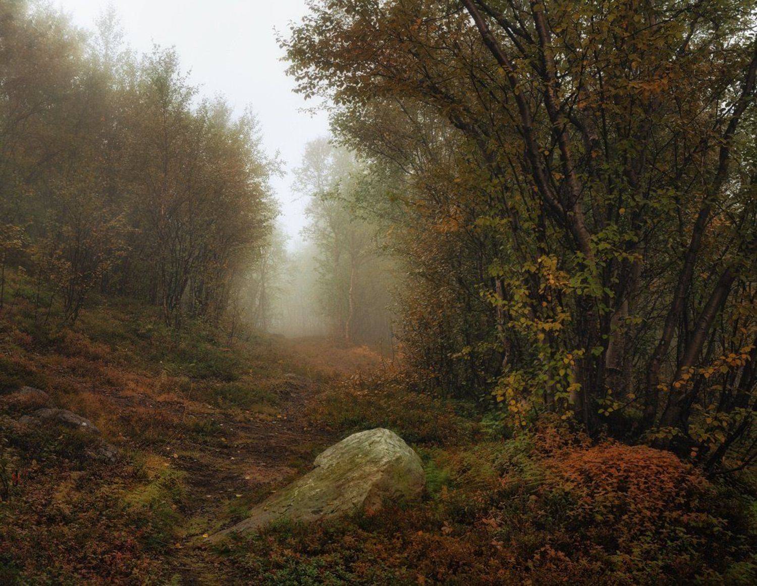 Дорога в осень. Автор: Ivvian , Ivvian