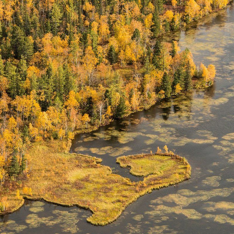 север, путешествия, природа, осень, аэросьемка, Осенние краски лесотундрыphoto preview