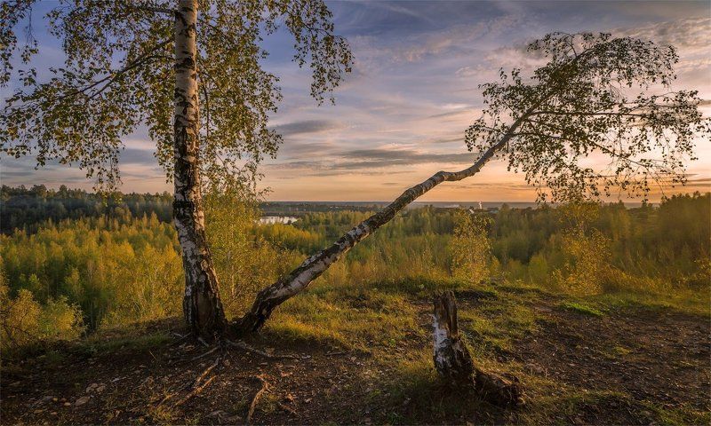 береза, вечер, закат, пень, холм Вечер на холме фото превью