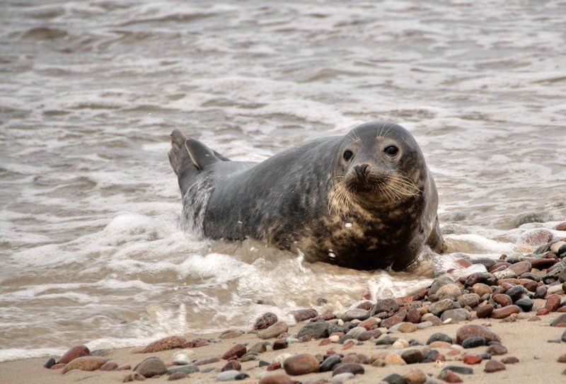 Про балтийского тюленя и людейphoto preview