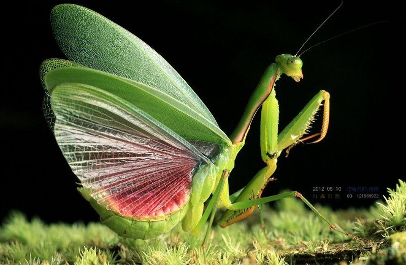 Китайские оригинальные богомолphoto preview