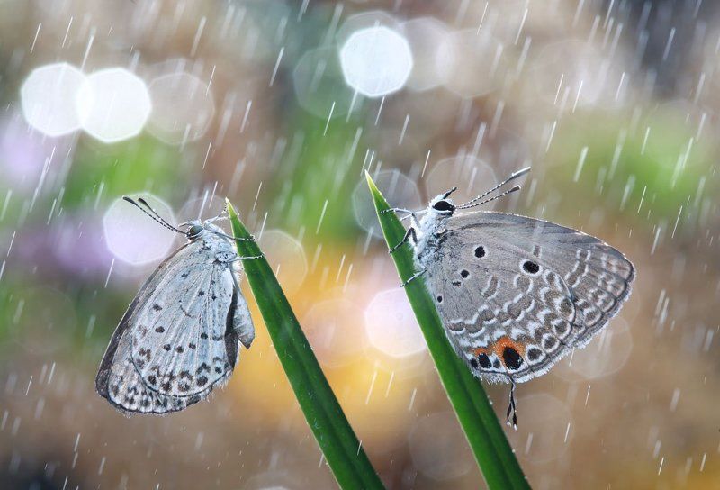 Lycaenidaephoto preview