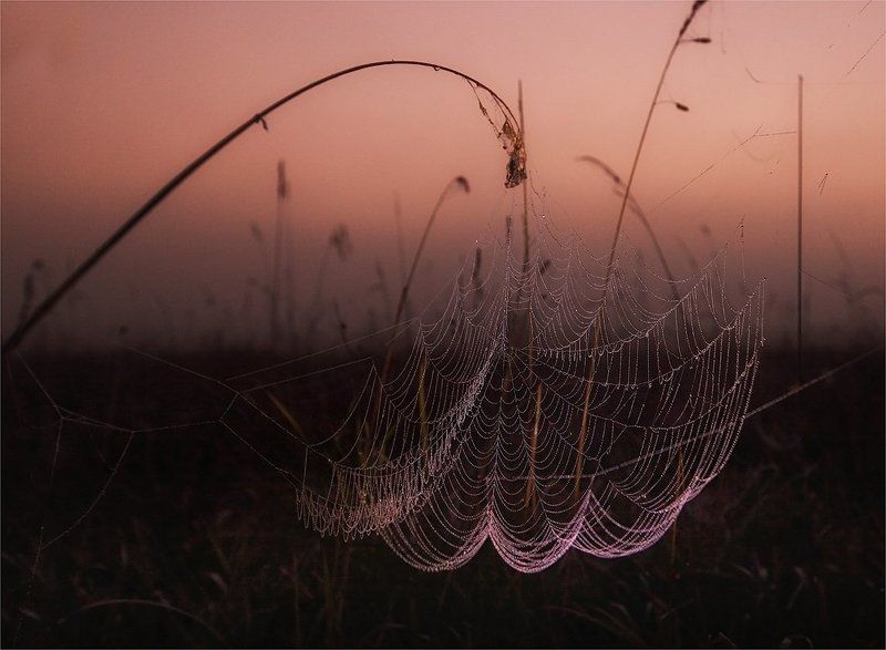 паутина, утро ***photo preview