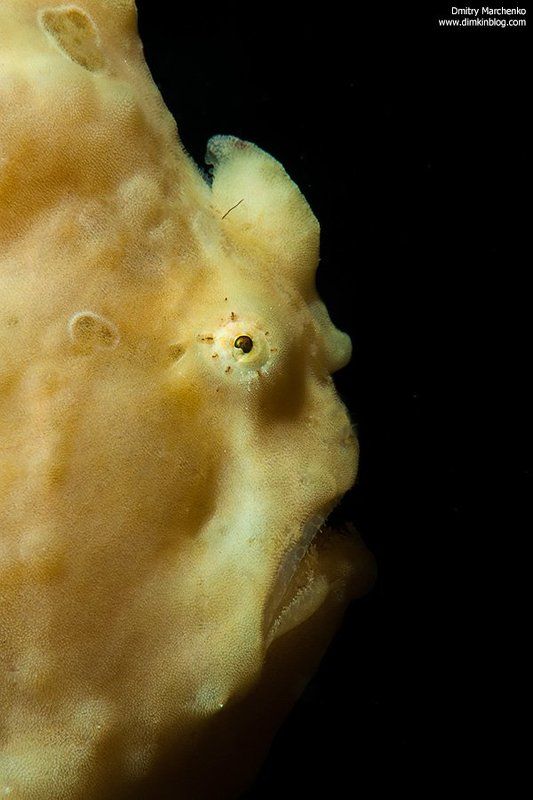 frog fish, frog, underwater ***photo preview