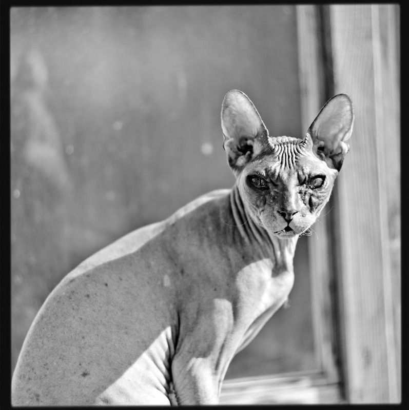 кошка Взглядphoto preview