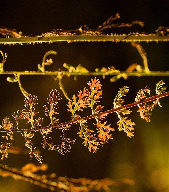 Хиндиphoto preview