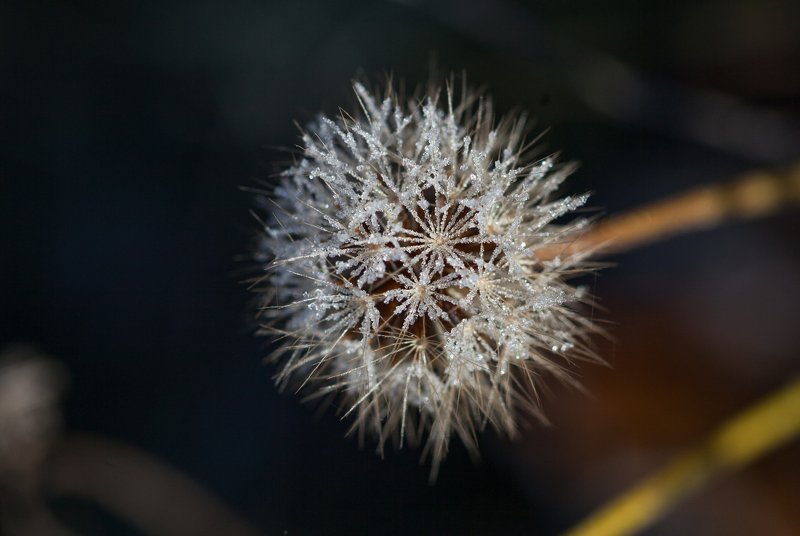 иней, льдинки, цветы, мороз, кристалики *photo preview