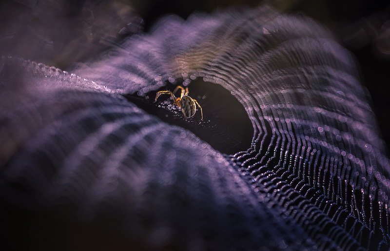 Кружеваphoto preview