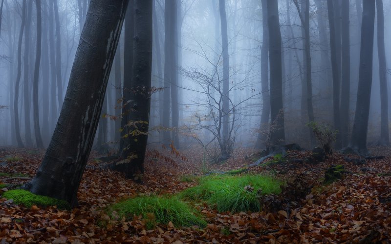 forest, rain, green, trees, autumn, fog, misty Mount Ślęża and its misty forestphoto preview