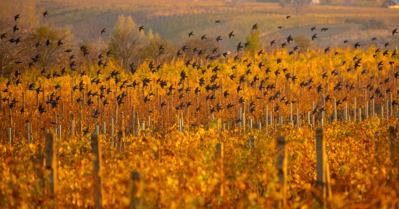 Птицыphoto preview