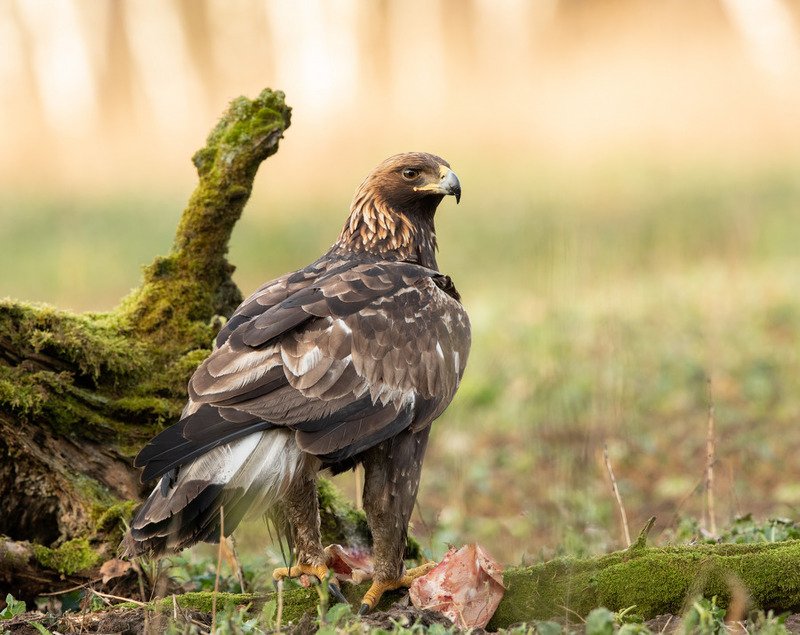 беркут, птицы, хищник, Повелитель небесphoto preview