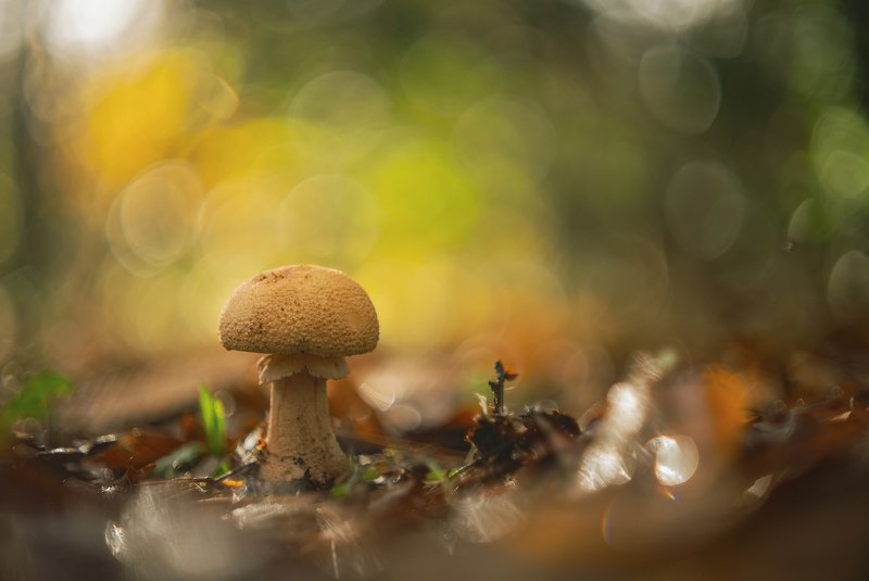 Amanita Daucipesphoto preview