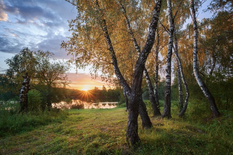 лето, летний вечер, закат, березы, лес, березовая роща, пруд, тульская область, зайцевский пруд, лучи солнца Танец берёзphoto preview