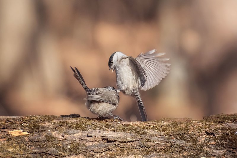 Кто кого?photo preview