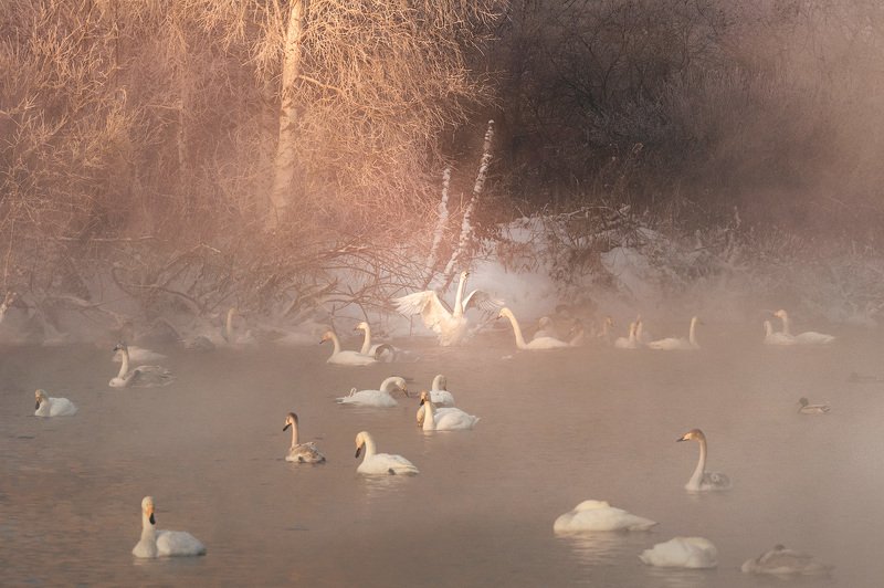 Туманный рассветphoto preview