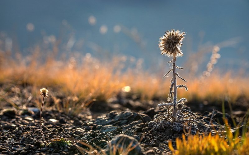горы, алтай, горный алтай, ник васильев, красота, утро, трава, боке, цветок, Старый да малый.photo preview