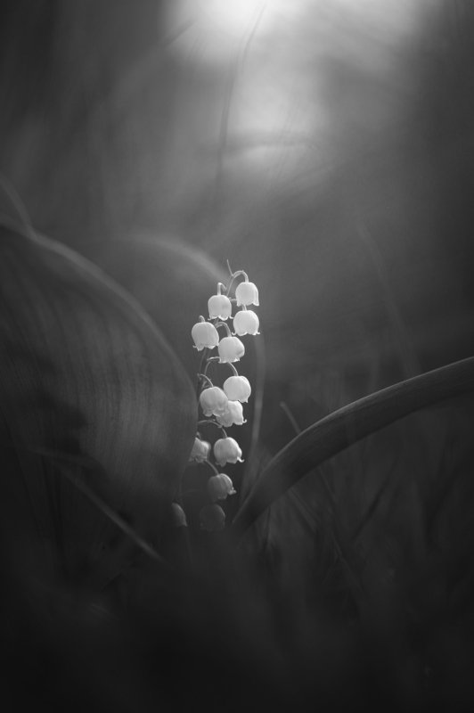 Lily-may...photo preview