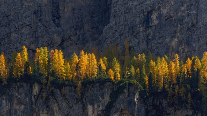 доломитовые альпы,лиственица,осень,италия,свет,alps, \