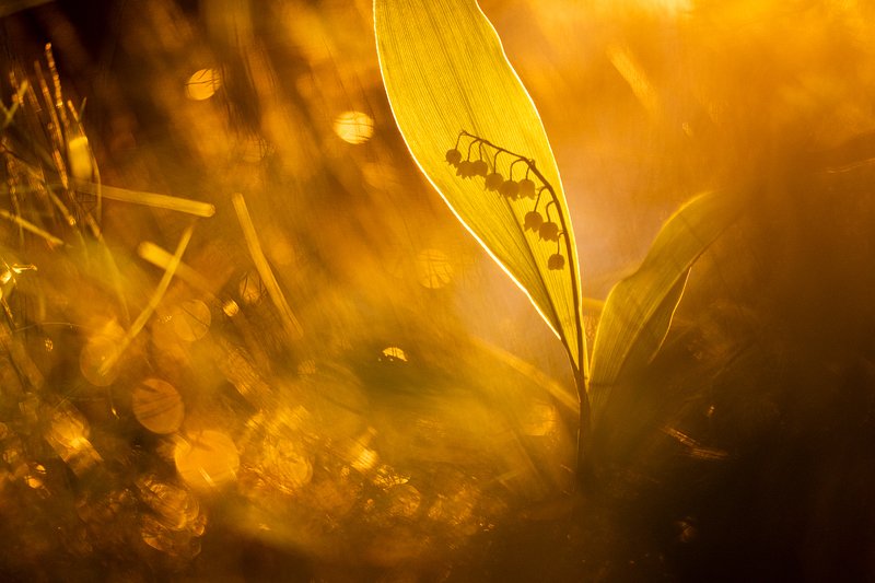 цветы, цветок, макро, растения, природа, ландыш, флора, лес, трава, закат, весна Теплый весенний вечерphoto preview