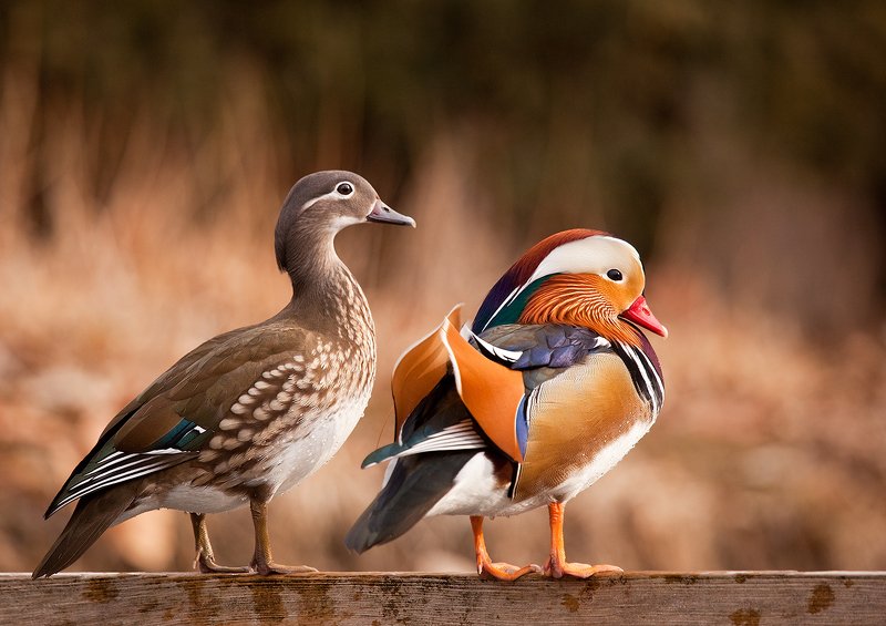 Mandarin duckphoto preview