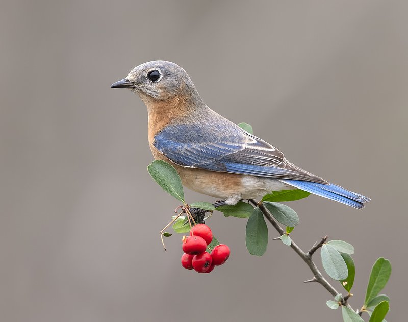 восточная сиалия, eastern bluebird,bluebird Восточная сиалия (самка) - Eastern Bluebird femalephoto preview