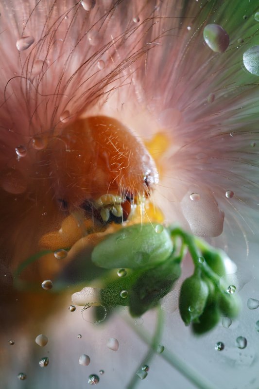 Венера..photo preview