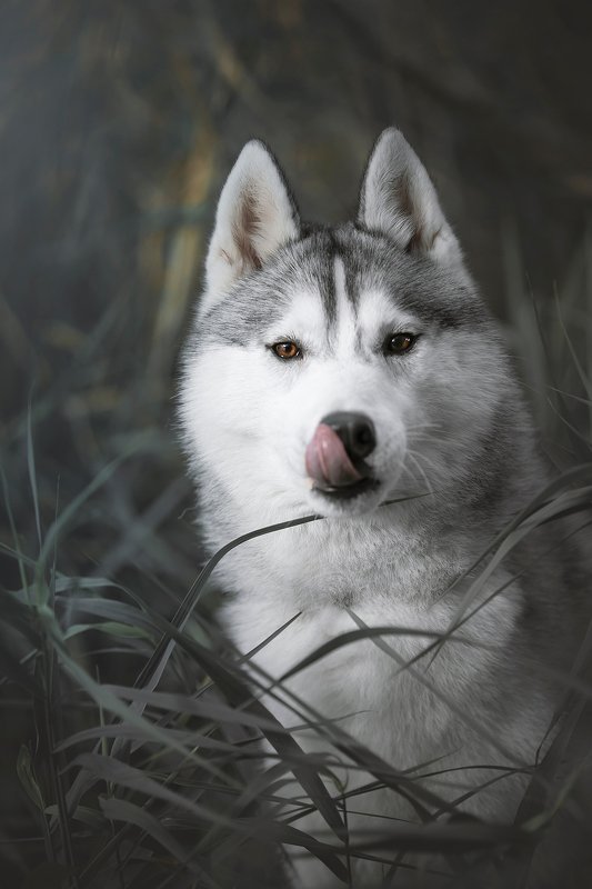 husky, dogs, siberian husky mlemphoto preview