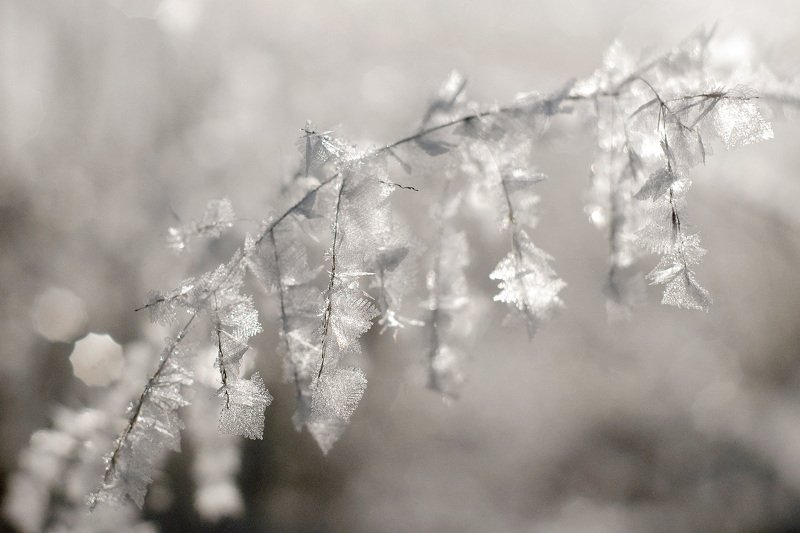 изморозь Мечты о полете ...photo preview