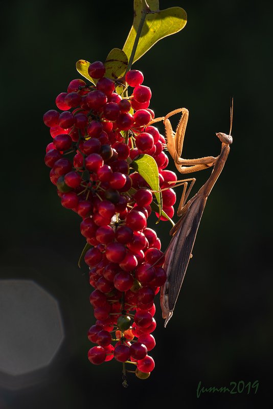 О свете и цветеphoto preview