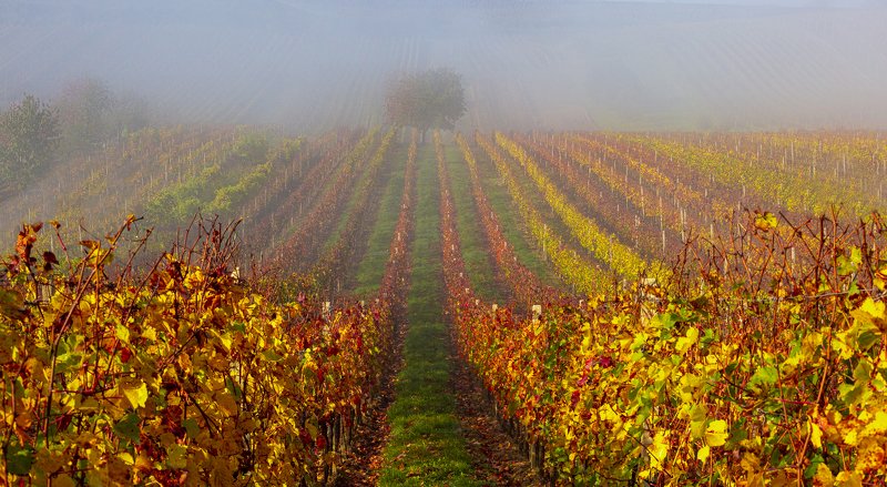 моравия , туман ,дерево , виноградники photo preview