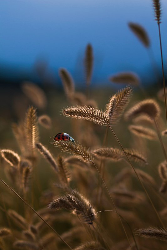 макро, природа, nature, macro, насекомые, insect, ladybug, божьякоровка А помните было лето?photo preview