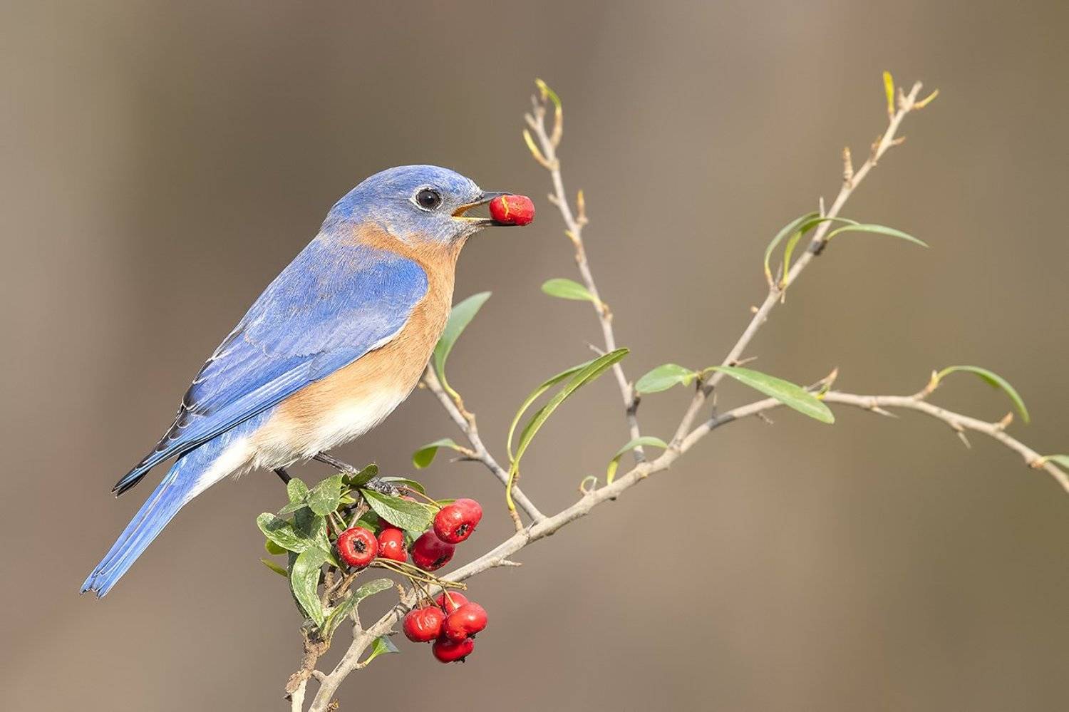 Eastern Bluebird male. Восточная сиалия самец.. Автор: Elizabeth Etkind восточная сиалия, eastern bluebird,bluebird, Elizabeth Etkind