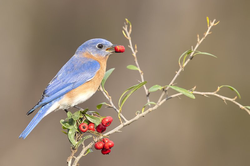 восточная сиалия, eastern bluebird,bluebird Eastern Bluebird male. Восточная сиалия самец.photo preview