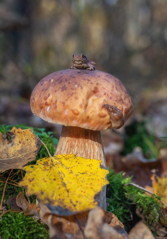 Высоко сижу - далеко гляжу.photo preview