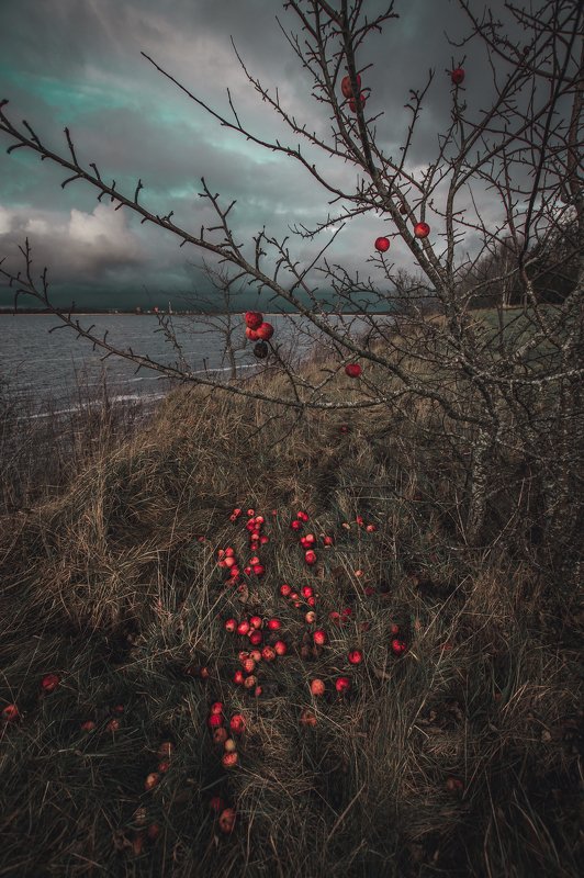 Red appelesphoto preview