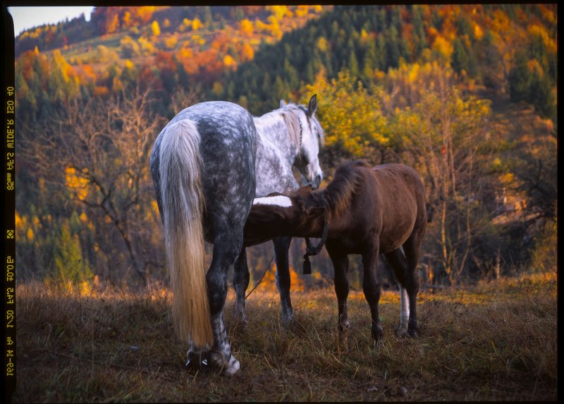 fuji, film , velvia, horse, animal, alpine, autumn, background, beautiful, carpathian mountains, carpathians, cloud, color, colorful, conifer, countryside, deciduous, diagonal, fall, field, foliage, forest, haystack, hill, house, land, landscape, meadow,  Лошади в Карпатах. Fuji Velvia 2004photo preview